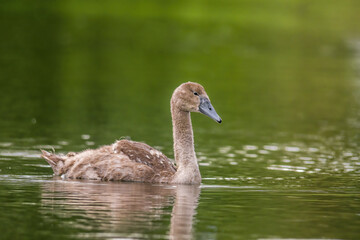 a Young swan swims elegantly on a pond
