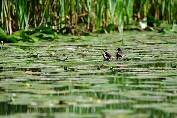 wild ducks swim on the river