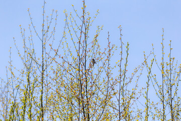tree branches with spring foliage