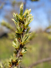 sea buckthorn branch