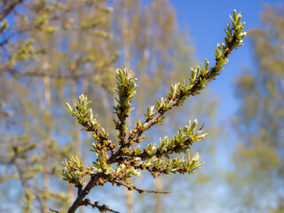 sea buckthorn branch with green leaves