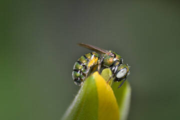 Metallic green  Sweat Bee pollinating on yellow flower 
