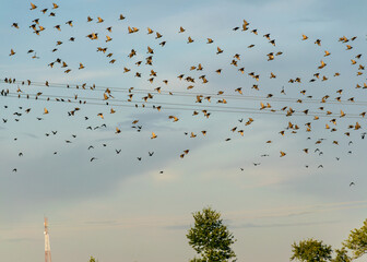beautiful autumn landscape with many small migratory birds flying, migratory birds flying away
