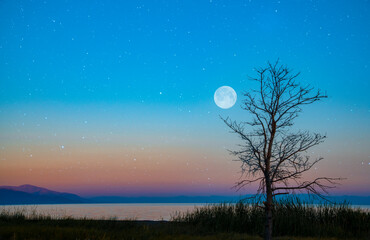 Beautiful evening landscape. A dry tree standing on the shore. The full moon lit up the starry sky.