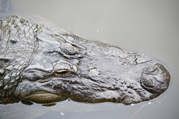 close up of an alligator