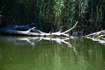 wild ducks swim on the river