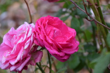 Fototapeta premium Rosa rosa del jardín abierta