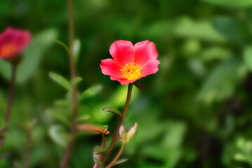 Obraz na płótnie Canvas Red wild flower in green background