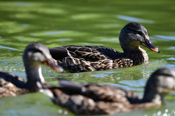 wild ducks swim on the river
