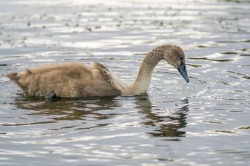 a Young swan swims elegantly on a pond