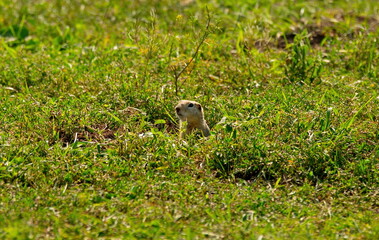 Russia. Mountain Altai. Speckled ground squirrel-inhabit the steppes in the valleys of mountain rivers. One of the most timid and small species of ground squirrels.