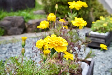 Yellow flower on a garden in Japan.