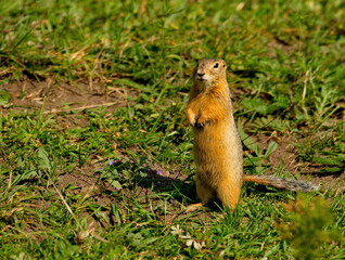 Russia. Mountain Altai. Speckled ground squirrel-inhabit the steppes in the valleys of mountain rivers. One of the most timid and small species of ground squirrels.