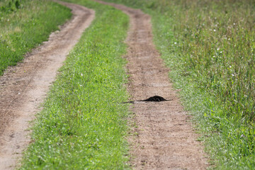 Fototapeta na wymiar Mole burrow on a field road. Dump of earth near the burrow. Insectivore burrow (Eulipotyphla).