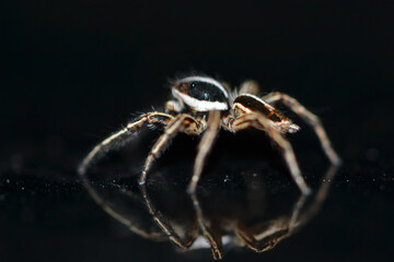Spider crawling on the car bonnet 
