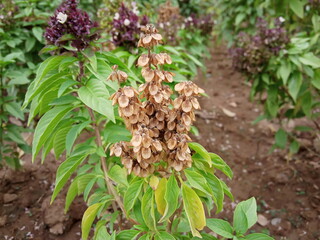 pine cones in the garden