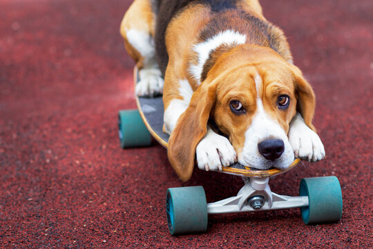 Sad dog, beagle breed lies on a board for a skateboard or longboard. Sadness pet