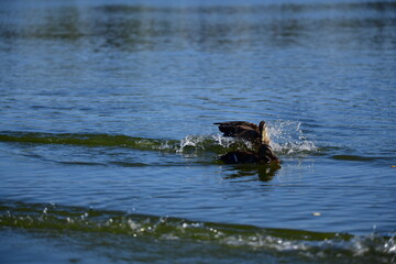 wild ducks swim on the river