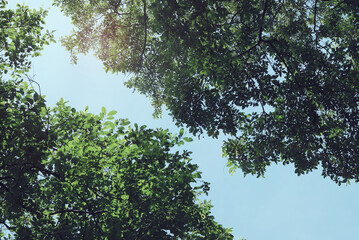 Tropical tree top in summer, a view from below in sunny blue sky background. Green forest, fresh air and environmental destination.