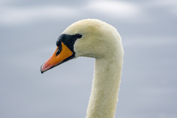a Young swan swims elegantly on a pond