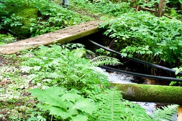The wooden small bridge in the Japanese forest.