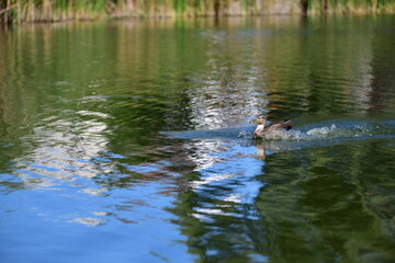wild ducks swim on the river