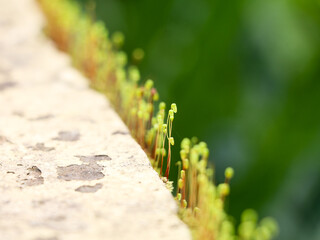 Close up shot of moss sporangia on a wall surface