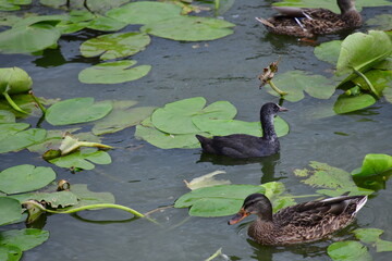 wild ducks swim on the river