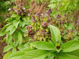 Flower with unique leaves having blurred background