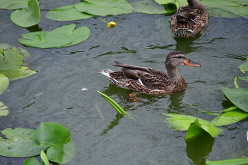 wild ducks swim on the river