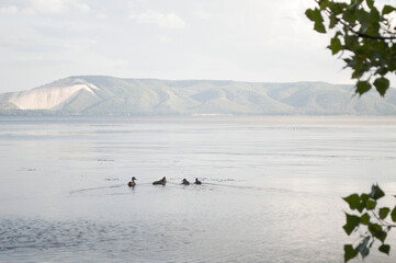 ducks on the river, Volga
