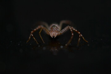 Jumping spider on black background 