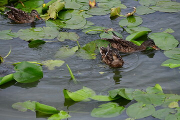 wild ducks swim on the river