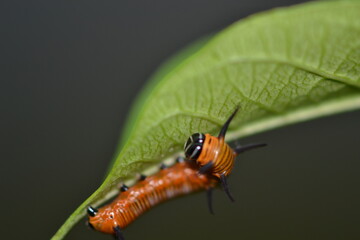 Fototapeta na wymiar Orange lime caterpillar 