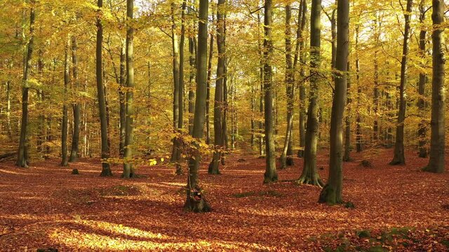 autumn forest in the morning	