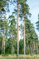 Fototapeta premium trees in the woods, trees in the forest, trees in the park
