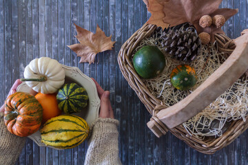 Top view of woman hands holding a bowl with colorful pumpkins and with a wicker basket on her side. Autumn composition