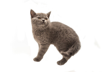British shorthair kitten looking up isolated on white
