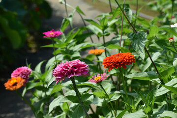花畑で咲くカラフルなヒャクニチソウ（日本の大船フラワーセンター）
