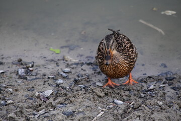 wild ducks swim on the river