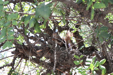 wild squirrel on the green tree