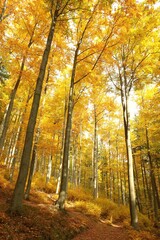 Beech Forest in the orange colors of autumn