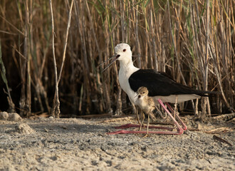 Black-winged Stilt and her chick calling, Asker marsh, bahrain