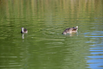 wild ducks swim on the river