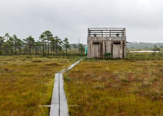 Fototapeta na wymiar traditional bog landscape with wet trees, grass and bog moss in the rain, wooden lookout tower in the bog, foggy and rainy background