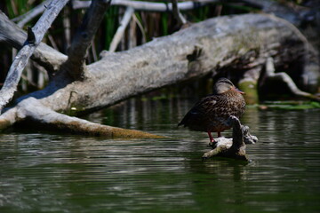 wild ducks swim on the river