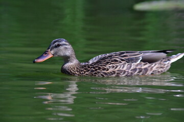 wild ducks swim on the river