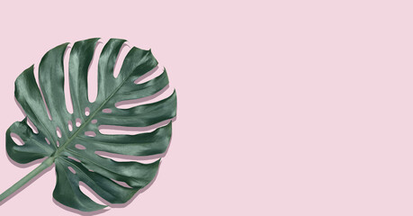 Single leaf of monstera on a pale pink background