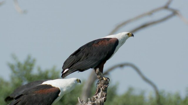 A pair of African Fish-Eagles perched on a tree throwing their heads back and calling.