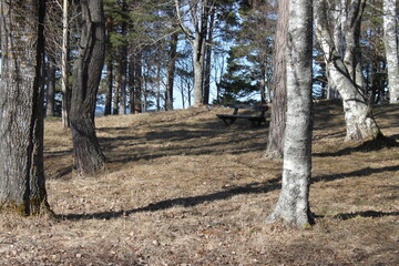 trees in the forest